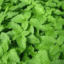 Des images de diff�rentes plantes